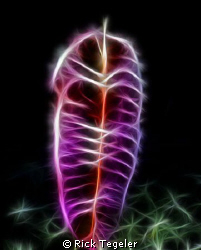 Sea Pen. Enjoy! by Rick Tegeler 